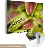 MuchoWow® Glasschilderij 120x80 cm - Schilderij acrylglas - Formatie van de Venus Vliegenvallen - Foto op glas - Schilderijen