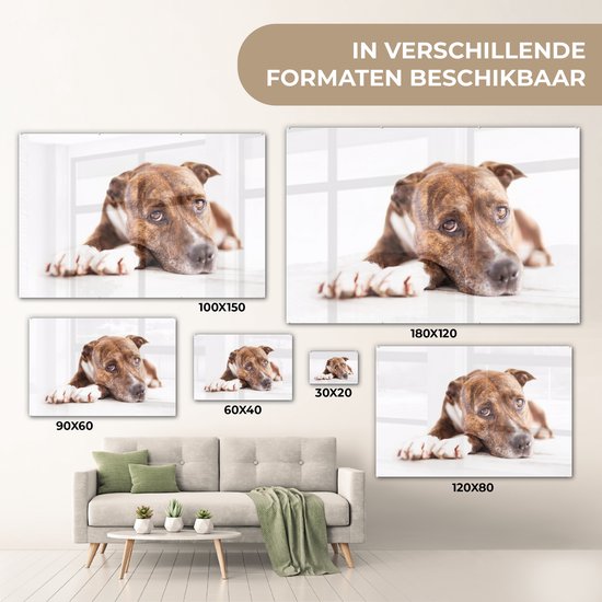 Glas de chien couché 30x20 cm - petit - Tirage photo sur Glas (décoration murale en plexiglas)