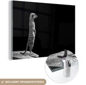 Peinture sur verre - Suricate devant un fond noir - noir et blanc - 60x40 cm - Peintures sur Verre Peintures - Photo sur Glas