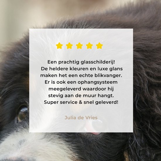 Berner couché sur la pelouse verte Plexiglas 180x120 cm - Tirage photo sur Glas (décoration murale plexiglas) XXL / Groot format!