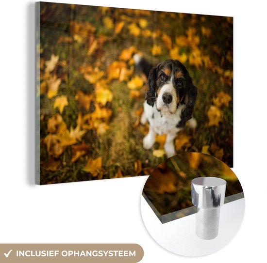 MuchoWow® Glasschilderij 180x120 cm - Schilderij acrylglas - Cavalier King Charles-spaniël onder gele en oranje herfstbladeren - Foto op glas - Schilderijen