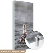 Un beau phalarope gris vu de dos dans l'eau Plexiglas 20x40 cm - Tirage photo sur Glas (décoration murale plexiglas)