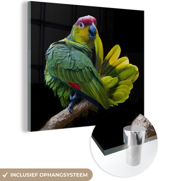 MuchoWow® Glasschilderij 20x20 cm - Schilderij acrylglas - Papegaai afdruk - Foto op glas - Schilderijen