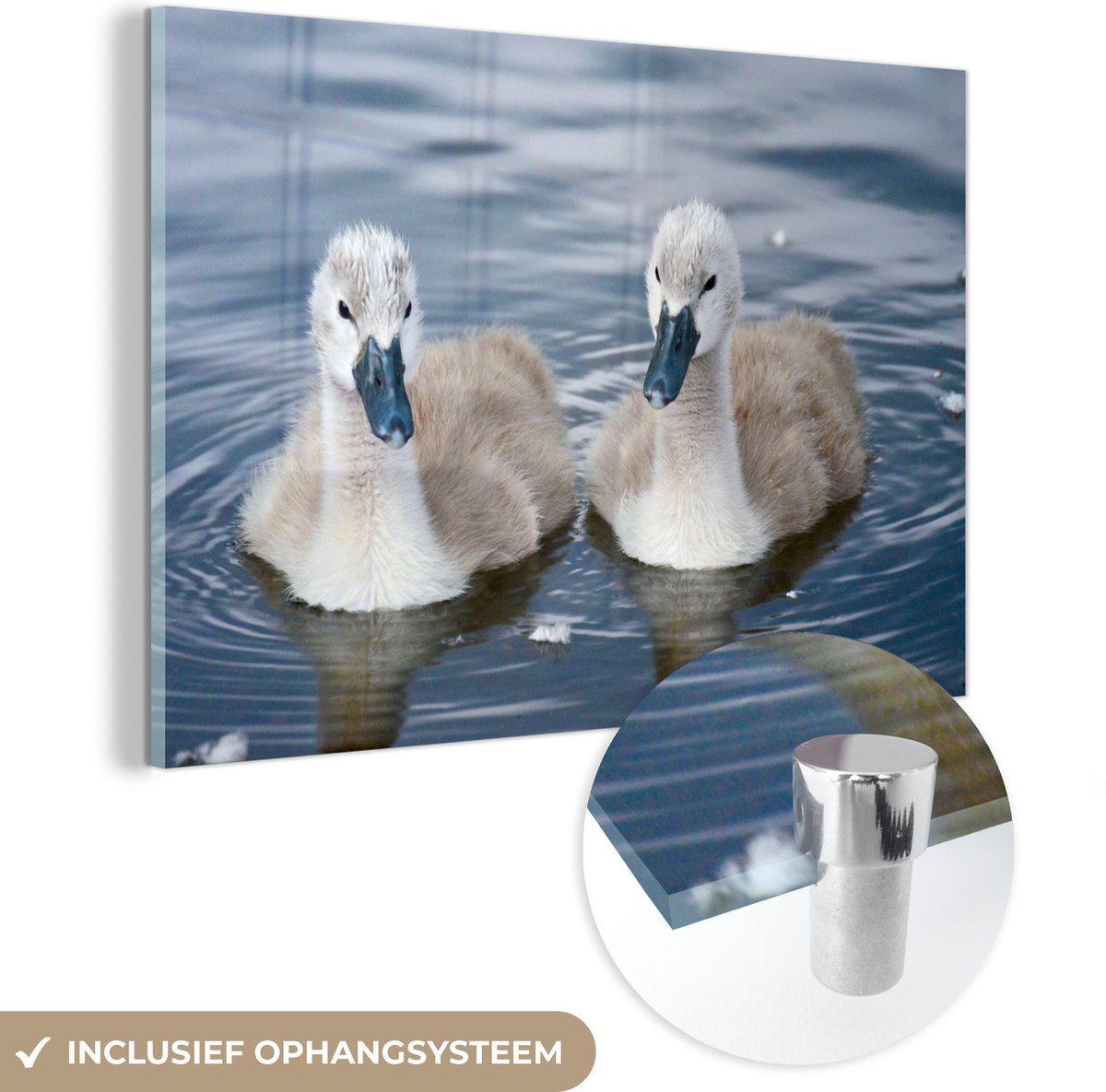 ® Glasschilderij 120x80 cm - Schilderij acrylglas - Baby - Zwanen - Water - Foto op glas - Muurdecoratie woonkamer - Wanddecoratie slaapkamer - Schilderijen