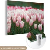 MuchoWow® Peinture sur verre - Tulipes roses en pleine floraison - 120x80 cm - Peintures sur verre acrylique - Photo sur Glas