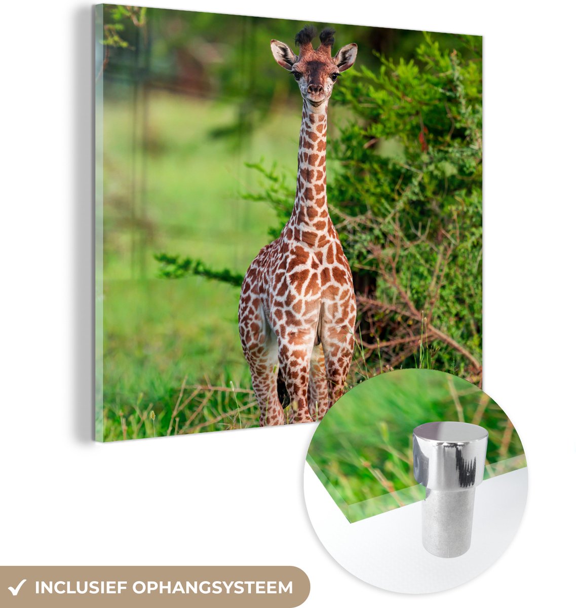 ® Glasschilderij 50x50 cm - Schilderij acrylglas - Baby - Giraffe - Planten - Foto op glas - Muurdecoratie woonkamer - Wanddecoratie slaapkamer - Schilderijen