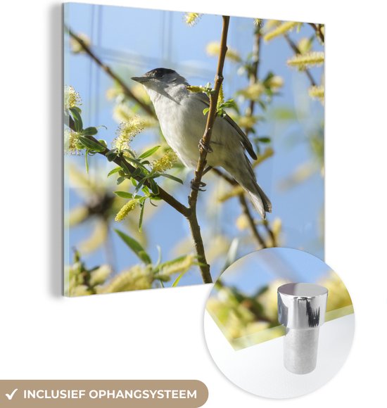 MuchoWow® Glasschilderij 20x20 cm - Schilderij acrylglas - Vogel in een boom - Foto op glas - Schilderijen