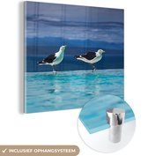 MuchoWow® Glasschilderij 20x20 cm - Schilderij acrylglas - Meeuwen - Vogels - Zwembad - Foto op glas - Schilderijen