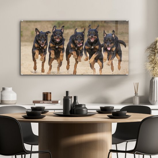 Peinture sur Verre - Rottweilers courant dans une rangée - 80x40 cm - Peintures sur Verre Peintures - Photo sur Glas