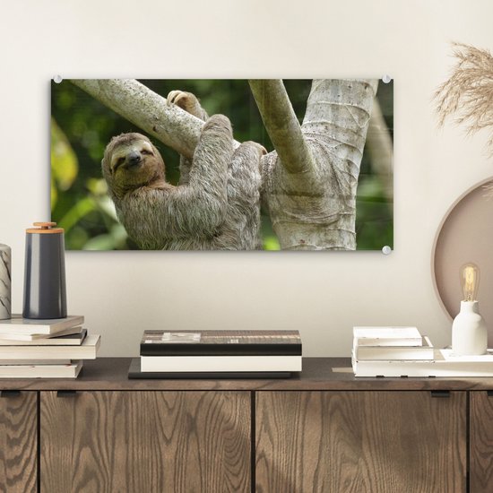 Peinture sur verre MuchoWow® - Un paresseux accroché à une branche - 40x20 cm - Peintures sur verre acrylique - Photo sur Glas