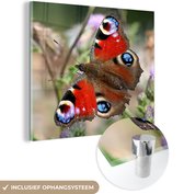 MuchoWow® Glasschilderij 20x20 cm - Schilderij acrylglas - Dagpauwoog vlinder - Foto op glas - Schilderijen