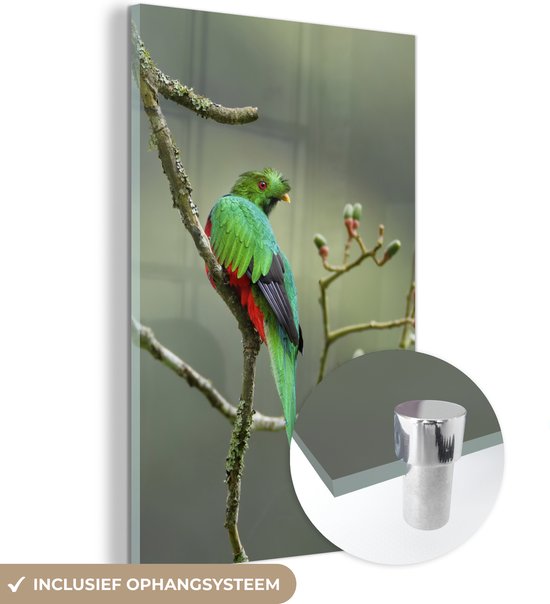 MuchoWow® Glasschilderij 100x150 cm - Schilderij acrylglas - Quetzal eet kleine avocados - Foto op glas - Schilderijen