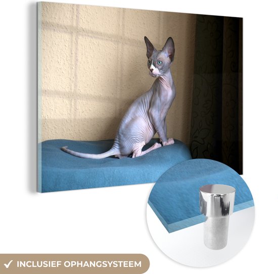 ® Glasschilderij 150x100 cm - Schilderij acrylglas - Een zittende Sphynx kitten - Foto op glas - Muurdecoratie woonkamer - Wanddecoratie slaapkamer - Schilderijen