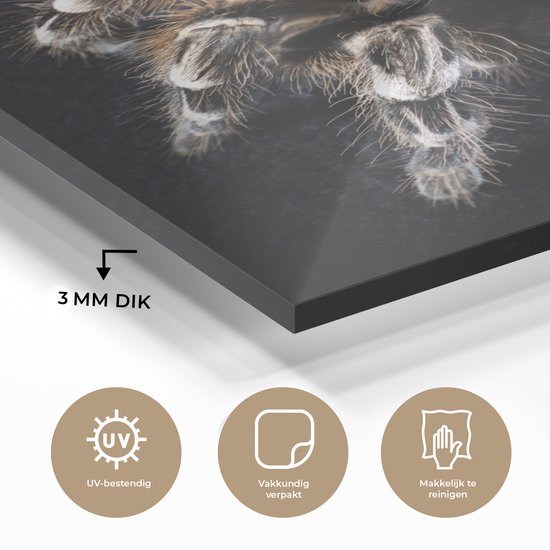 MuchoWow® Peinture sur verre 30x40 cm - Peinture acrylique sur verre - Une tarentule - Photo sur verre - Peintures