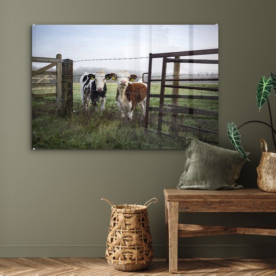 Deux jeunes vaches frisonnes derrière une clôture en fil de fer barbelé Plexiglas 90x60 cm - Tirage photo sur Glas (décoration murale en plexiglas)