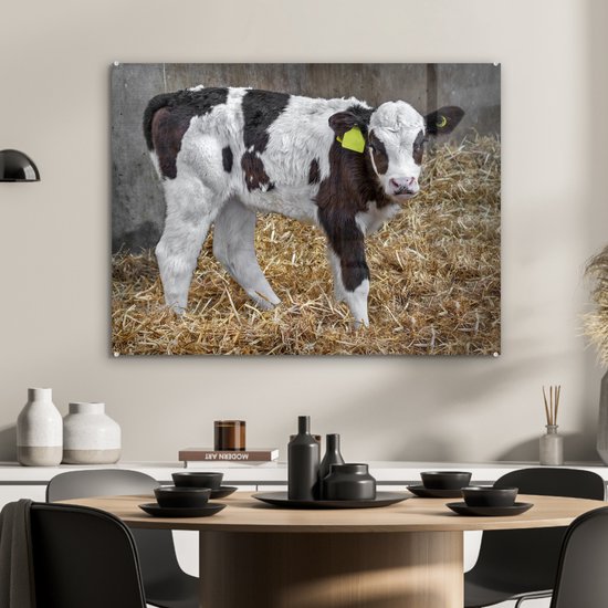 Un joli veau de vache frison dans la belle paille Plexiglas 80x60 cm - Tirage photo sur Glas (décoration murale en plexiglas)