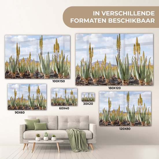 MuchoWow® Peinture sur verre 120x80 cm - Peinture sur verre acrylique - Plantes médicinales d'aloe vera sur Fuerteventura - Photo sur verre - Peintures