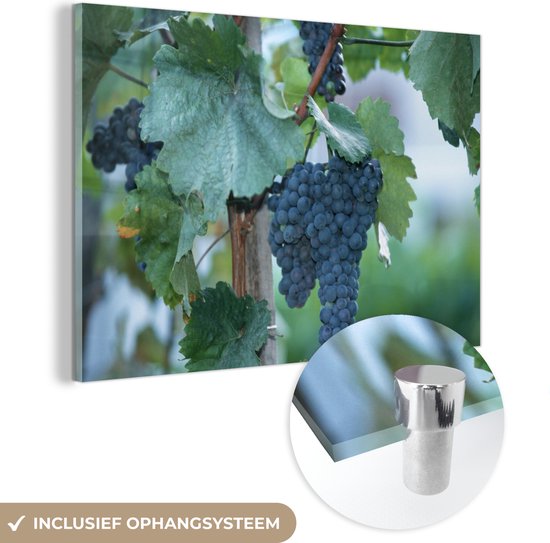 MuchoWow® Glasschilderij 30x20 cm - Schilderij acrylglas - Tros druiven aan een wijnstok - Foto op glas - Schilderijen