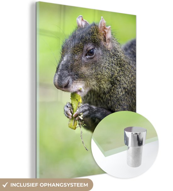 MuchoWow® Peinture sur Verre - Manger agouti - 60x80 cm - Peintures sur Verre Acrylique - Photo sur Glas