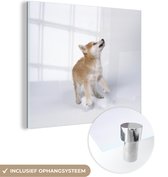 MuchoWow® Glasschilderij 50x50 cm - Schilderij acrylglas - Omhoog kijkende Shiba Inu pup - Foto op glas - Schilderijen