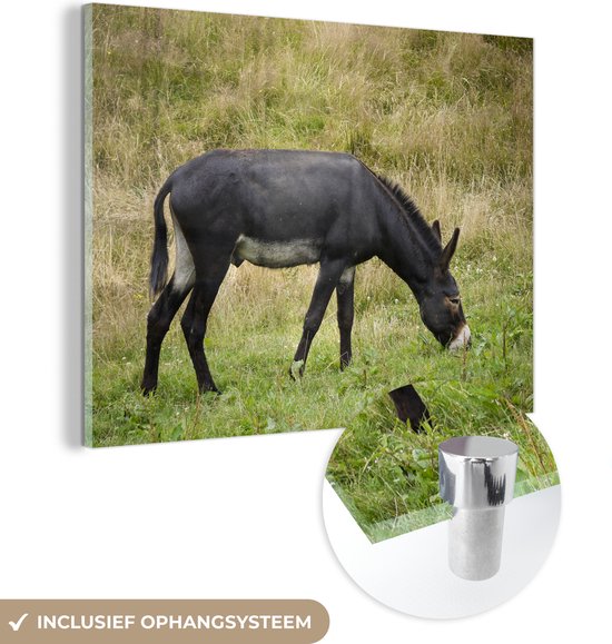 MuchoWow® Peinture sur verre - Âne au pâturage - 80x60 cm - Peintures sur verre acrylique - Photo sur Glas