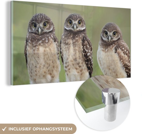 MuchoWow® Peinture sur verre 80x40 cm - Peinture sur verre acrylique - Trois chouettes des cavernes - Photo sur verre - Peintures