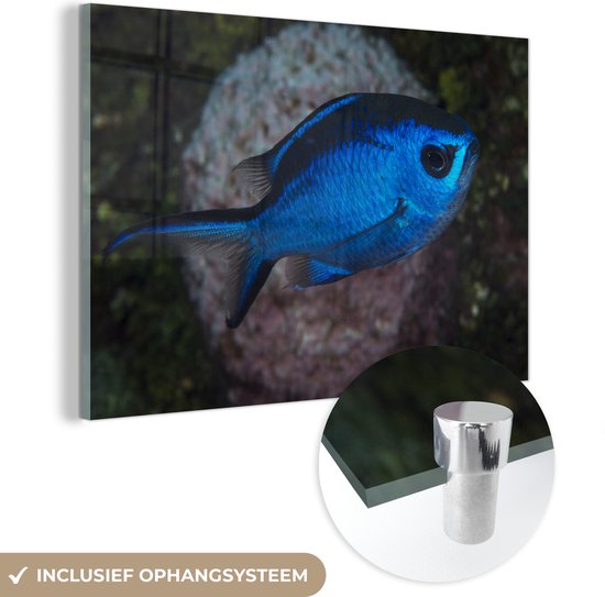 MuchoWow® Glasschilderij 90x60 cm - Schilderij acrylglas - Blauwe vis - Foto op glas - Schilderijen