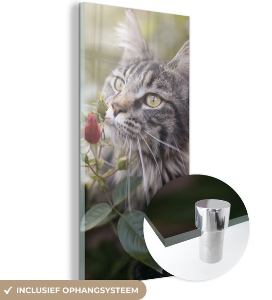 MuchoWow® Glasschilderij 20x40 cm - Schilderij acrylglas - Maine Coon Cat onder de rode rozen in de tuin - Foto op glas - Schilderijen