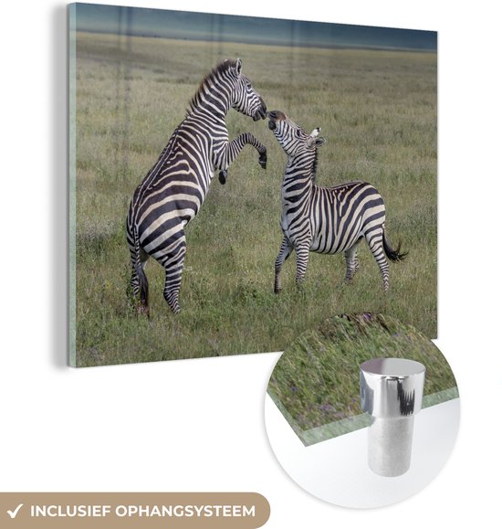 Glasschilderij - Spelende zebras - Acrylaat Schilderijen - Foto op Glas