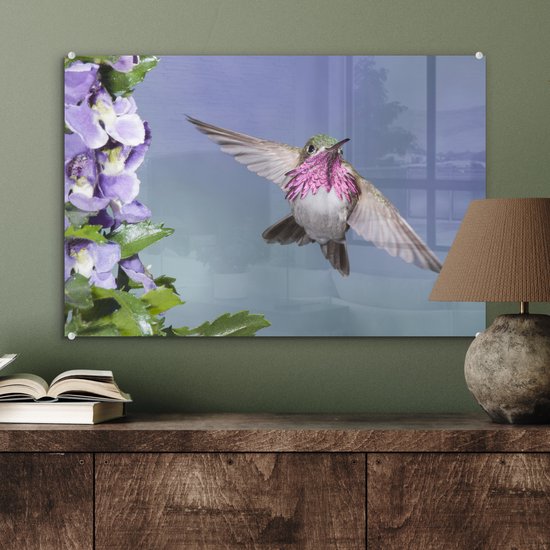Un colibri calliope aux fleurs violettes Plexiglas 60x40 cm - Tirage photo sur Glas (décoration murale plexiglas)