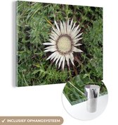 MuchoWow® Glasschilderij 40x30 cm - Schilderij acrylglas - Een zilverdistel omringt door de groene natuur - Foto op glas - Schilderijen