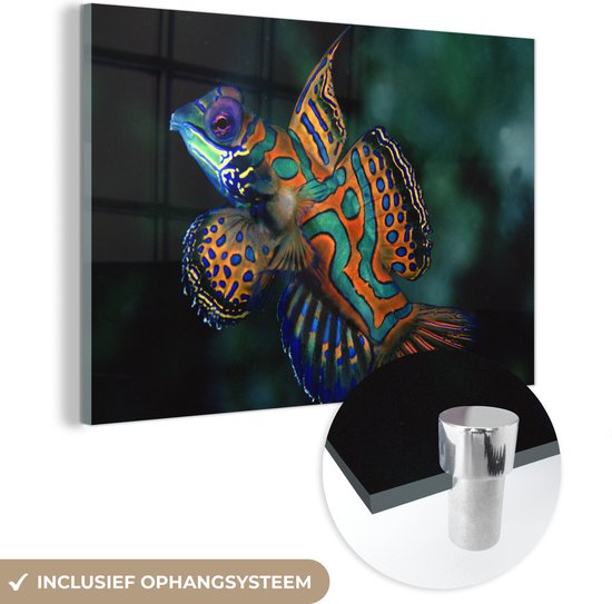MuchoWow® Glasschilderij 150x100 cm - Schilderij acrylglas - Vis - Kleur - Macro - Foto op glas - Schilderijen