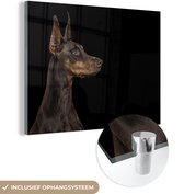 MuchoWow® Glasschilderij 80x60 cm - Schilderij acrylglas - Alerte hond op zwarte achtergrond - Foto op glas - Schilderijen