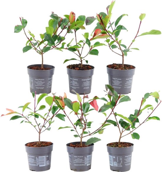 Plants By Frank 1 Meter Glansmispel Haag Photinia Fraseri Red Robin Set Van 6 Winterharde Haagplanten Groenblijvende Haag Vers Van De Kwekerij Geleverd 1 Sv