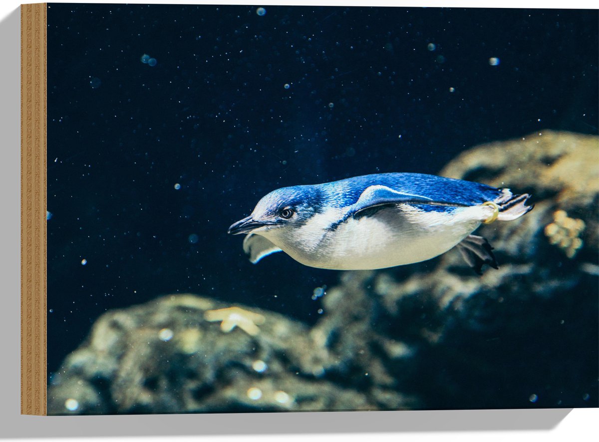 Hout - Zwemmende Blauwe Pingïun door Aquarium - 40x30 cm - 9 mm dik - Foto op Hout (Met Ophangsysteem)
