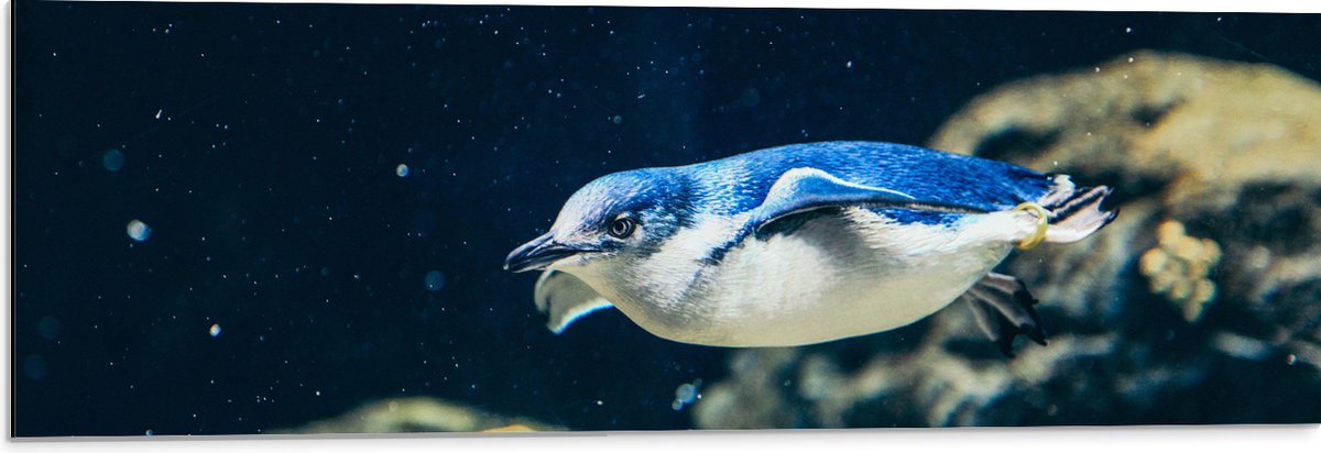 Dibond - Zwemmende Blauwe Pingïun door Aquarium - 90x30 cm Foto op Aluminium (Met Ophangsysteem)