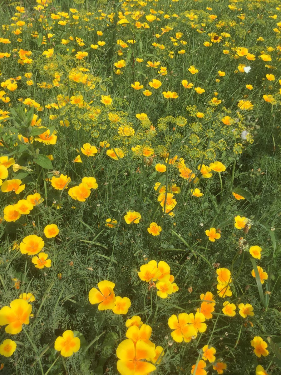 Veldbloemen zaad - Gele tinten 50 gram - 25 m2 - Goudsbloem 