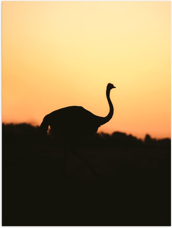 Poster (Mat) - Silhouet van Struisvogel bij Bossen tijdens Zonsondergang - 75x100 cm Foto op Posterpapier met een Matte look
