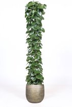 Cissus rotundifolia in Mira sierpot (goudkleurig) ↨ 160cm - hoge kwaliteit planten