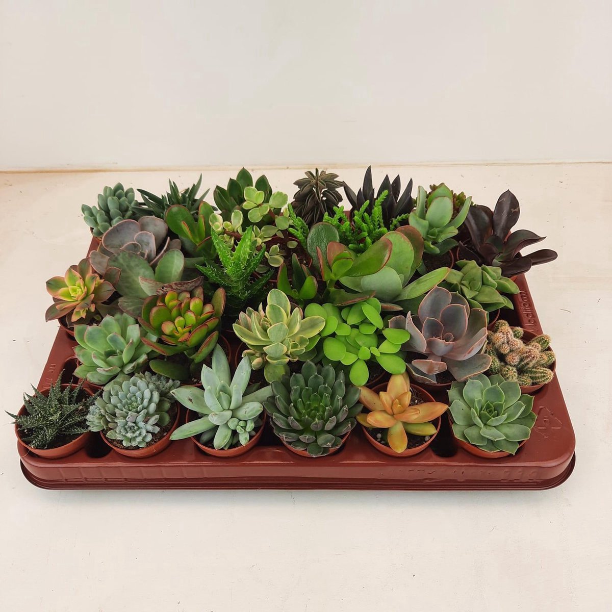 Mini Succulenten Mix - 3 Stuks - 5,5 cm - Hoogte: 5-10 cm