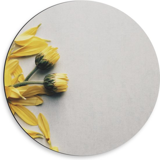WallClassics - Cercle mural Dibond - Fleurs jaunes avec pétales lâches sur fond Witte - Photo 50x50 cm sur cercle mural en aluminium (avec système de suspension)