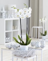 White World orchidee (Phalaenopsis) - 70cm
