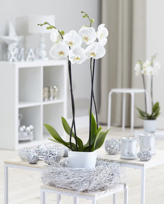 White World orchidee (Phalaenopsis) - 70cm