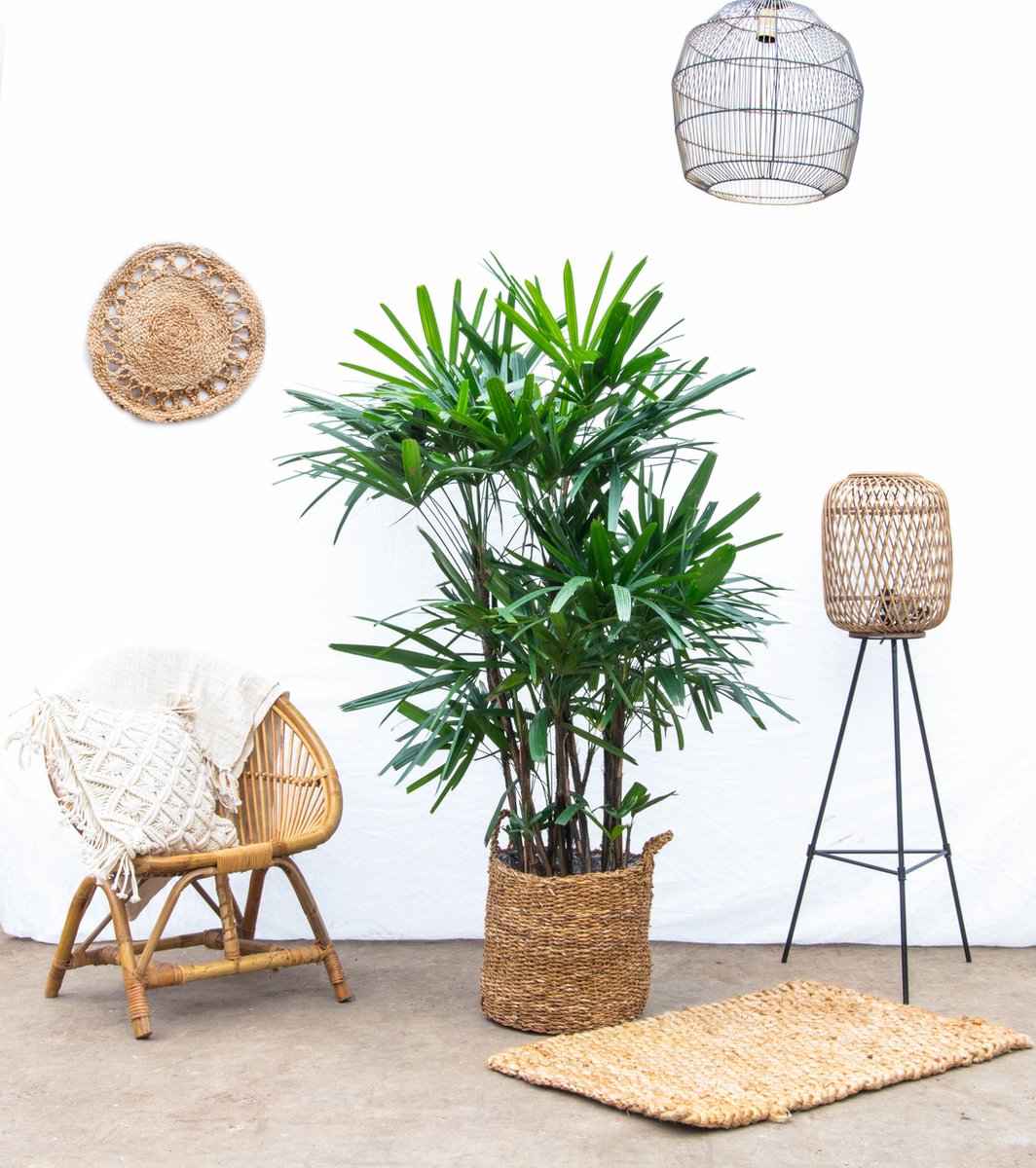 Rhapis Excelsa - 150cm