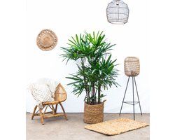 Rhapis Excelsa - 130cm