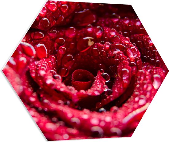 WallClassics - PVC Schuimplaat Hexagon - Close-up van Waterdruppels op Felrode Roos - 70x60.9 cm Foto op Hexagon (Met Ophangsysteem)
