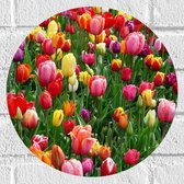 Muursticker Cirkel - Tulpenveld met Gekleurde Tulpen - 30x30 cm Foto op Muursticker