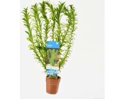Elodea Densa - Waterpest - 10 Bosjes - Levende Waterplanten voor Aquarium of Vijver - Moerings