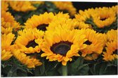 Vlag - Meerdere Gele Zonnebloemen - 75x50 cm Foto op Polyester Vlag