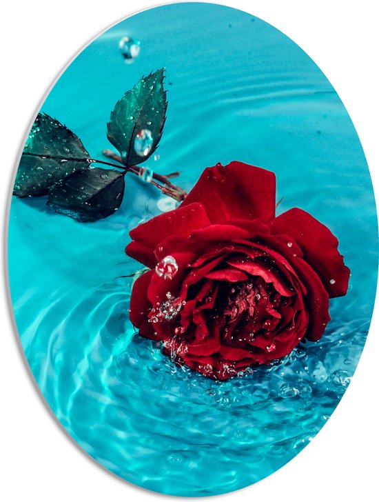 PVC Schuimplaat Ovaal - Rode Roos in het Blauwe Water - 42x56 cm Foto op Ovaal (Met Ophangsysteem)